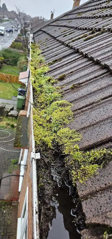 Plants and moss filling guttering along the edge of a tiled roof